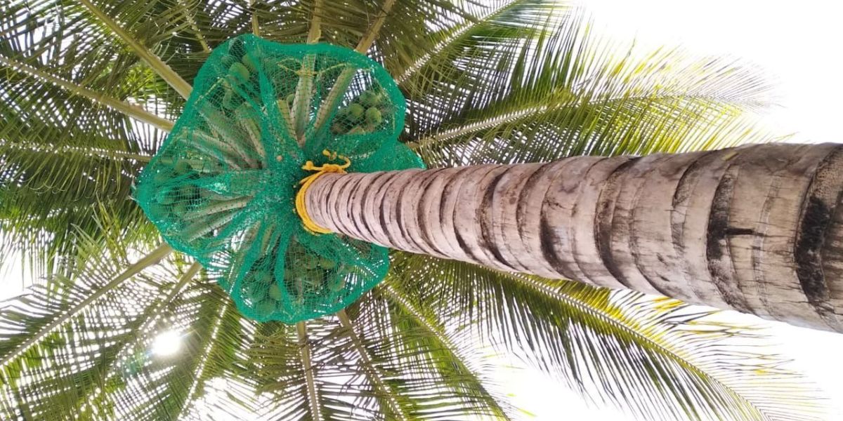 Coconut Tree Safety Nets in Bangalore